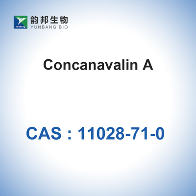 CAS 11028-71-0 Concanavaline A de Canavalia Ensiformis Jack Bean