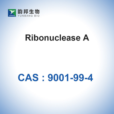 RNase une ribonucléase A de pancréas bovin CAS biologique 9001-99-4