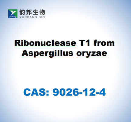 CAS 9026-12-4 Ribonucléase T1 de l'aspergillus oryzae