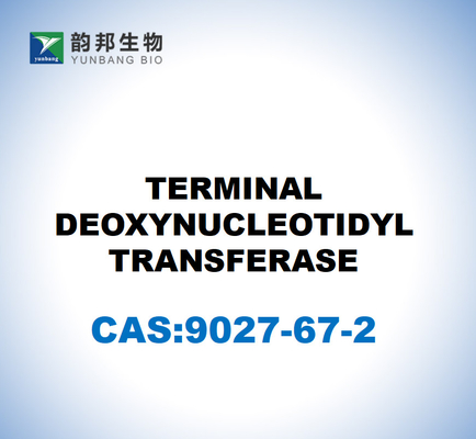 CAS 9027-67-2 DÉOXYNUCLÉOTIDYLE TRANSFÉRASE à terme