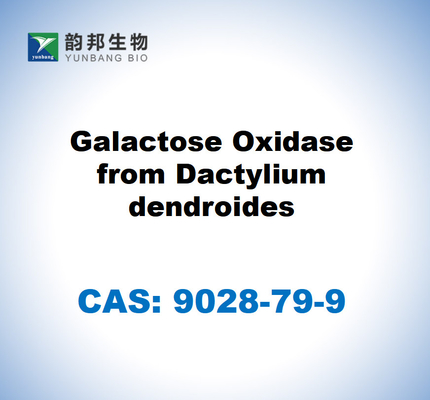 CAS 9028-79-9 Oxydase du galactose à partir de dendroïdes de Dactylium