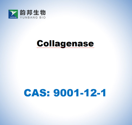 CAS 9001-12-1 Collagénase TYPE I dérivée de Clostridium histolyticum