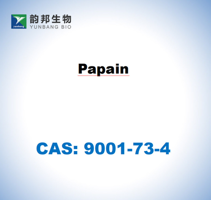 CAS 9001-73-4 Papaïne dérivée du latex de papaye