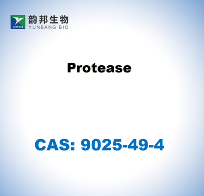 CAS 9025-49-4 Protéase de l'aspergillus saitoi