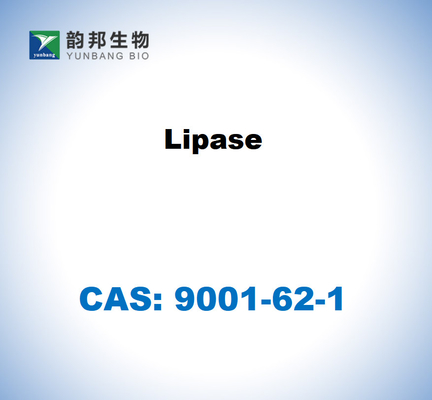 CAS 9001-62-1 Lipase dérivée de Candida rugosa
