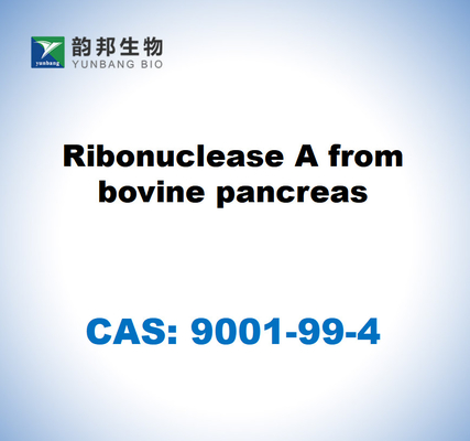 CAS 9001-99-4 Ribonucléase A provenant du pancréas bovin