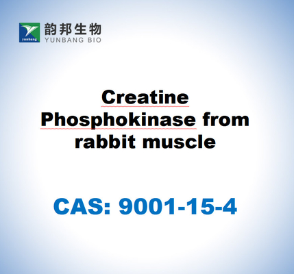 CAS 9001-15-4 Phosphokinase créatine du muscle du lapin