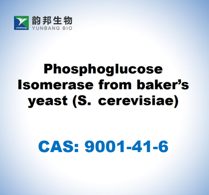 CAS 9001-41-6 Isomérase de phosphoglucose à partir de levure de boulanger (S. cerevisiae)