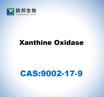 CAS 9002-17-9 Oxydase de la xanthine