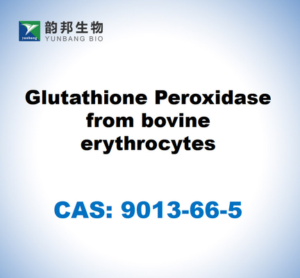 CAS 9013-66-5 Glutathion peroxydase à partir d'érythrocytes bovins