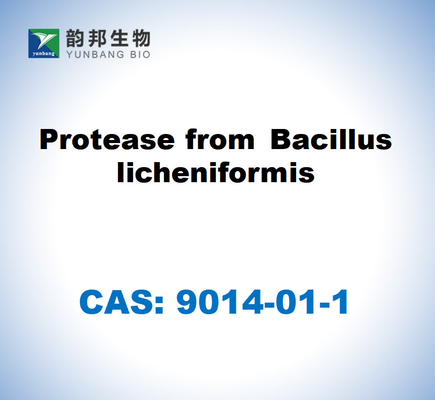 CAS 9014-01-1 Protéase dérivée du Bacillus Licheniformis