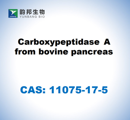 CAS 11075-17-5 Carboxypeptidase A provenant du pancréas bovin
