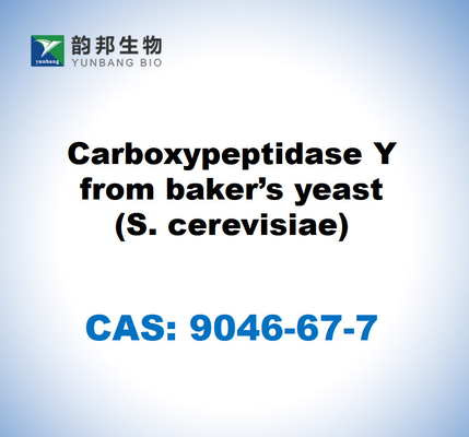 CAS 9046-67-7 Carboxypeptidase Y de la levure de boulanger (S. cerevisiae)