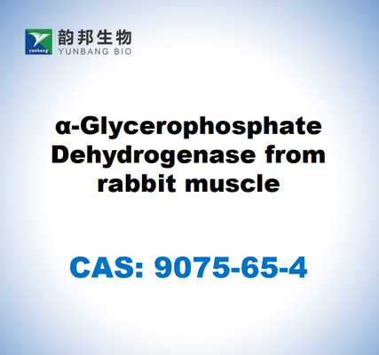 CAS 9075-65-4 α-glycérophosphate déshydrogénase du muscle du lapin